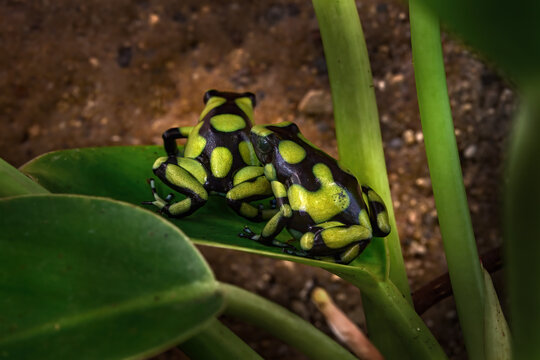 Dendrobates auratus f. Capurgana, poison frog from rainforest near the border Panama and Colombia. Two danger frog sitting on the green leaf in the nature forest habitat, near the water, America.