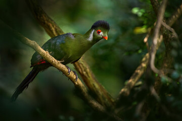 Guinea turaco, Tauraco persa, green crest bird from Congo in Africa. Turaco sitting on the branch in the nature habitat. Birdwatching in tropic forest green Africa. Bird in habitat, nature wildlife