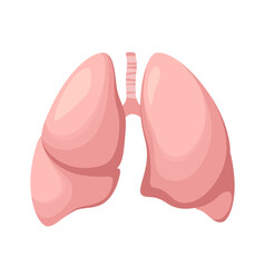 Fototapeta premium Human lungs on a white background. Organ. Vector illustration. 