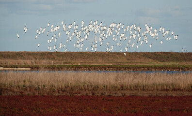 A flock of pied avocets in flight above a wetland nature reserve at Wallasea Island, Essex, UK. 