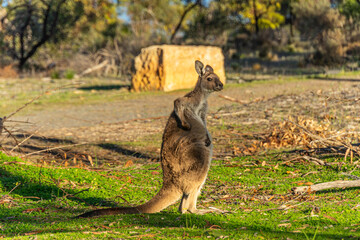 Graceful kangaroo in its natural habitat, captured in a moment of calm and poise, showcasing the iconic wildlife of Australia