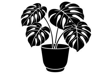 Silhouette of a monstera deliciosa plant in a pot