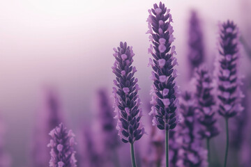 Fototapeta premium Lavendar Background