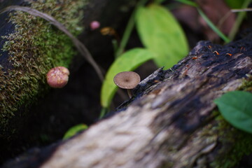 Mushrooms or fungus that grows on old, mossy wood.