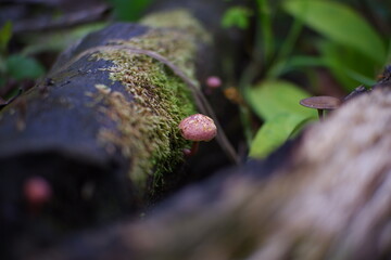 Mushrooms or fungus that grows on old, mossy wood.
