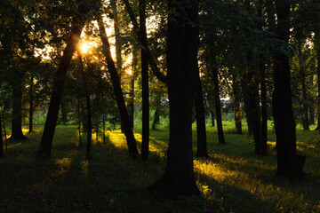 sun rays in the forest