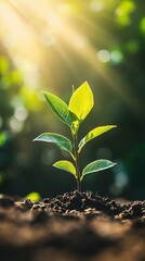 Close up of small tree growing with sunshine in garden. eco concept