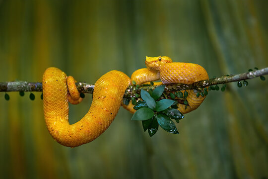 Danger nature in tropic Forest. Costa Rica wildlife. Eyelash Palm Pitviper, Bothriechis schlegeli, on green mossy branch. Nice yellow snake in green habitat.