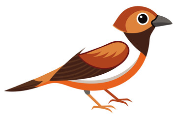  Chestnut breasted mannikin bird vector illustration 