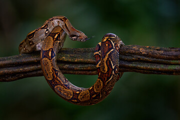 Boa constrictor viper in the wild nature, Costa Rica. Wildlife scene from Central America. Travel in tropic forest. Dangerous snake from jungle. Snake in the forest habitat, Corcovado NP, Costa Rica.