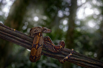 Boa constrictor viper in the wild nature, Costa Rica. Wildlife scene from Central America. Travel in tropic forest. Dangerous snake from jungle. Snake in the forest habitat, Corcovado NP, Costa Rica.