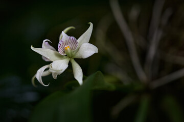 Prosthechea fragrans wild tree orchid from Selva Verde in Costa Rica. White violet flover violet bloom in the nature forest habitat, plant from Costa Rica. Tropic jungle flower, cetral America.