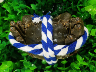 Close up of crabs
