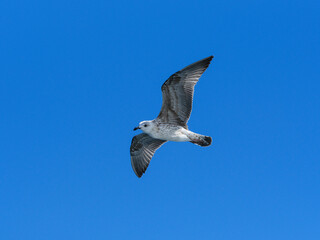 a flying seagull with open wings