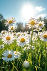 Obraz premium Bright Sunlit Daisy Field with Blooming White Flowers and Green Grass on a Sunny Day in Springtime