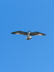 a flying seagull with open wings