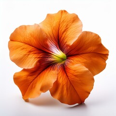 Single Orange Petunia isolated on white background	