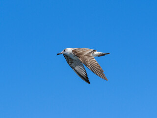 a beautiful seagull flying in the blue sky