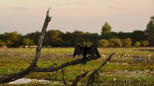 Kakadu National Park, Northern Territory, Australia, dusk at Yellow water