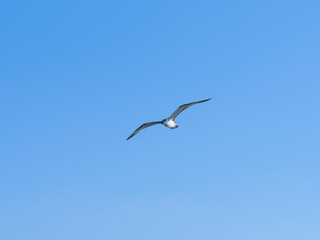 a flying seagull with open wings