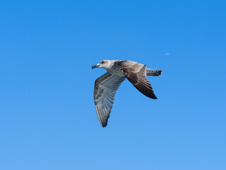 a beautiful seagull flying in the blue sky