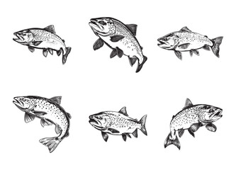 Set of trout vector illustrations - hand drawn trout  - black and white trout  isolated on white background