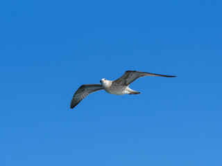 Obraz premium a flying seagull with open wings