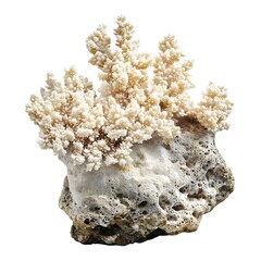 Obraz premium Intricate Branching Coral Rock Formation on White Background
