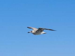 a beautiful seagull flying in the blue sky