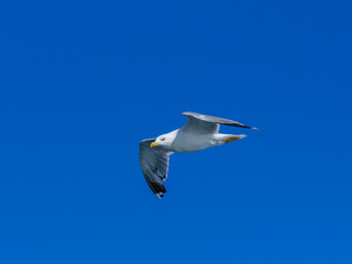 a beautiful seagull flying in the blue sky