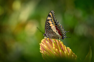 Charaxes jasius, two-tailed pasha, Butterfly from north of Africa. Charaxes jasius sitting on the yellow flower bloom in the nature forest habitat. Beautiful insect in Africa, wildlife.