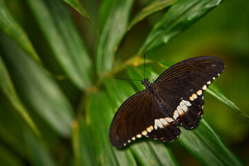 Papilio polytes, the common Mormon, insect on flower bloom in the nature habitat.  a butterfly in     . Wildlife nature. Tropic butterfly in jungle fores. Close-up detail. Black swallowtail butterfly.