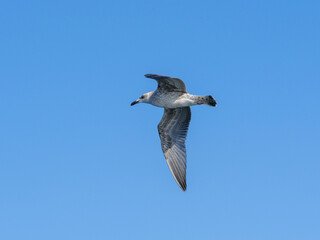 a cute seagull in the sky