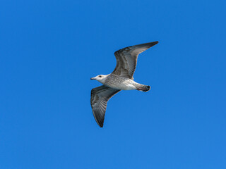 a beautiful seagull flying in the sky