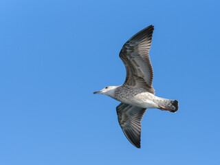 a flying seagull with open wings