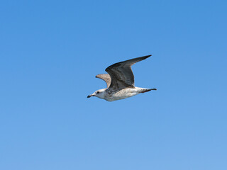 a beautiful seagull flying in the blue sky