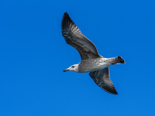 a beautiful seagull flying in the blue sky