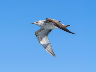 a cute seagull in the sky