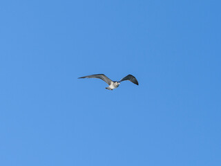 a flying seagull with open wings