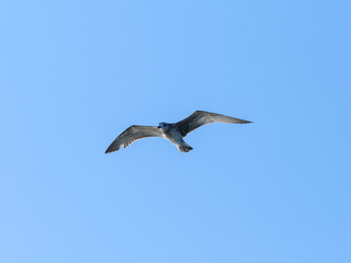 a beautiful seagull flying in the sky