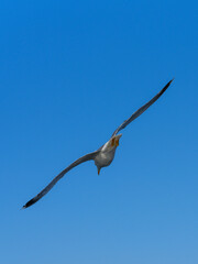 a beautiful seagull flying in the sky