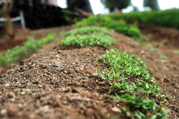 Sprouting Seedlings in Fertile Soil - A New Beginning