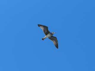 a beautiful seagull flying in the blue sky