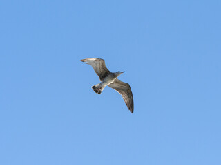 a flying seagull with open wings