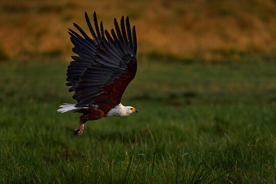 African Fish-eagle, Haliaeetus vocifer, brown bird with white head fly. Eagle flight above the lake water. Wildlife scene from African nature, Okavango delta, Botswana, Africa.