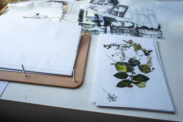 Gel printing with acrylic paint. Printing of plants, leaves and flowers on paper