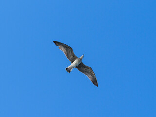 a cute seagull in the sky