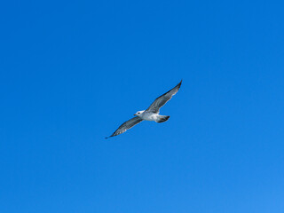 a flying seagull with open wings