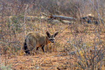 Photo of a rare Bat-Eared fox (Otocyon megalotis), wildlife in Namibia, Africa