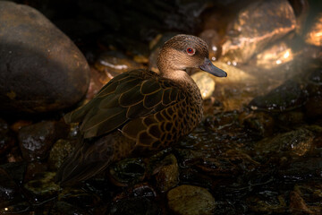 Sunda teal, Anas gibberifrons, water bird from Java in Indonesia. Duck from Asia. Bird hidden near the river water. Portrait in the nature, sunda teal. Wild duck in the nature habitat.